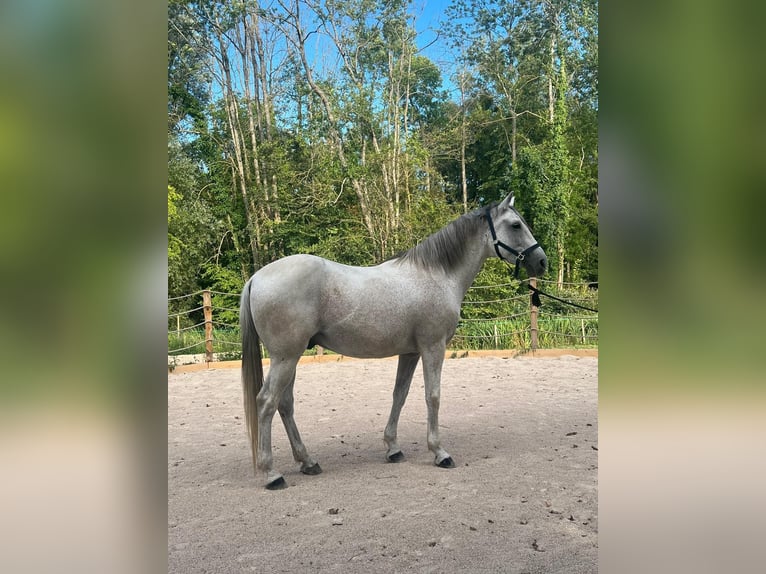 Andalusier Wallach 15 Jahre 165 cm Fliegenschimmel in Huisseau-sur-Mauves