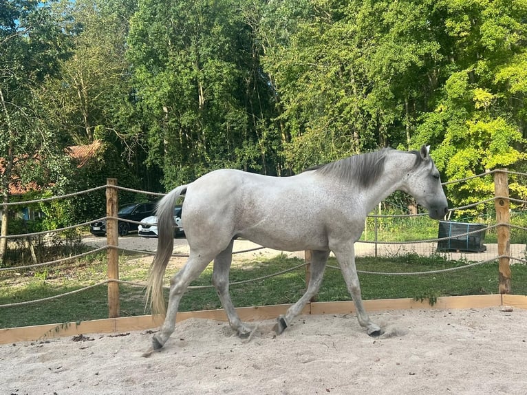 Andalusier Wallach 15 Jahre 165 cm Fliegenschimmel in Huisseau-sur-Mauves