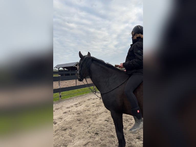 Andalusier Wallach 15 Jahre 165 cm Schwarzbrauner in Heiloo