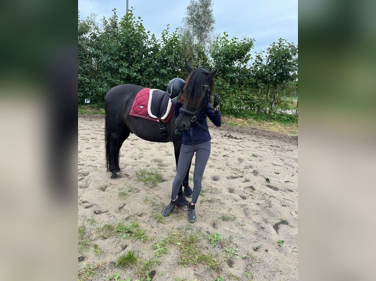 Andalusier Wallach 15 Jahre 165 cm Schwarzbrauner in Heiloo