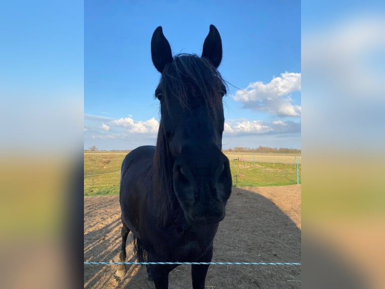 Andalusier Wallach 15 Jahre 165 cm Schwarzbrauner in Heiloo