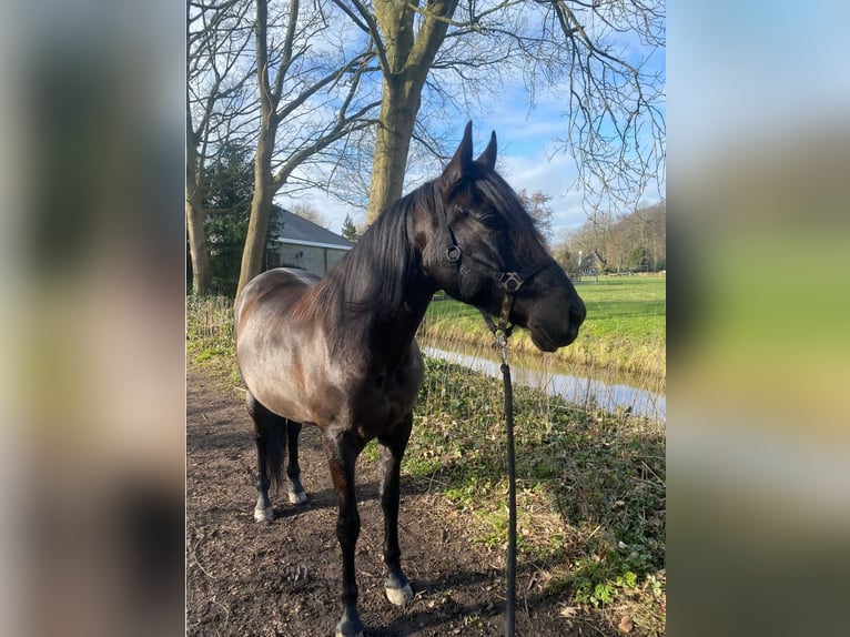 Andalusier Wallach 15 Jahre 165 cm Schwarzbrauner in Heiloo