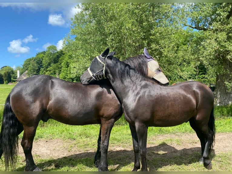 Andalusier Wallach 15 Jahre 165 cm Schwarzbrauner in Heiloo