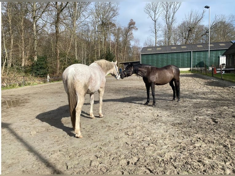 Andalusier Wallach 15 Jahre 165 cm Schwarzbrauner in Heiloo