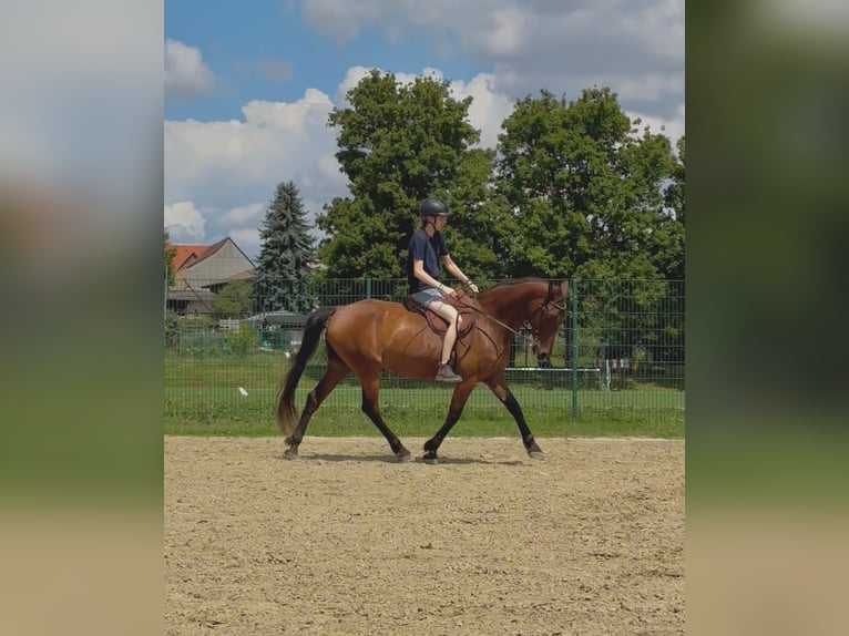 Andalusier Wallach 15 Jahre 166 cm Brauner in Schorfheide Sarnow