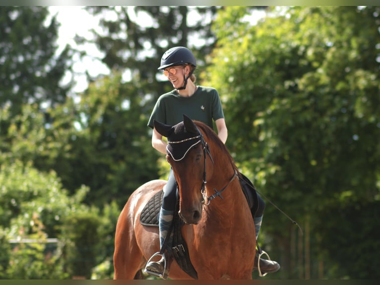 Andalusier Wallach 15 Jahre 166 cm Brauner in Schorfheide Sarnow