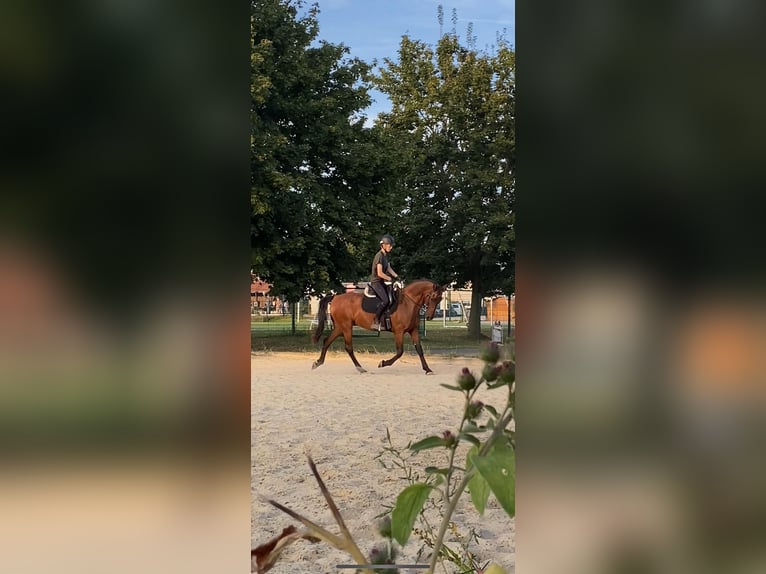 Andalusier Wallach 15 Jahre 166 cm Brauner in Schorfheide Sarnow