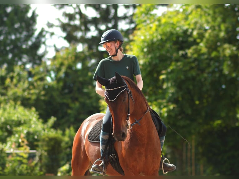 Andalusier Wallach 15 Jahre 166 cm Brauner in Karben-Rendel