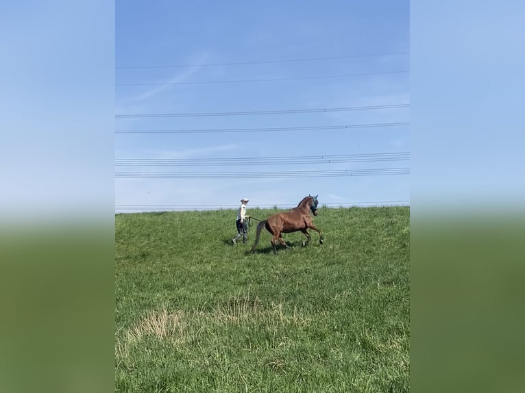 Andalusier Wallach 15 Jahre 166 cm Brauner in Karben-Rendel