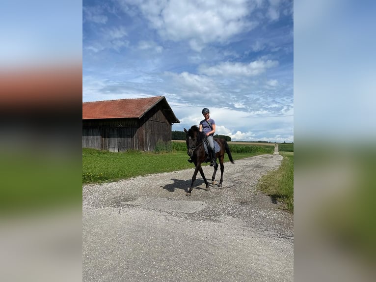 Andalusier Wallach 16 Jahre 145 cm Rappe in Bad Wörishofen