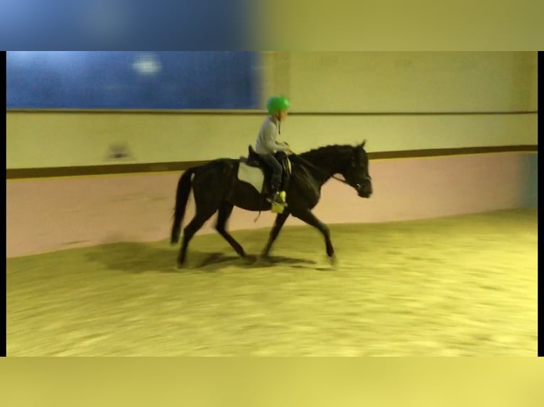 Andalusier Wallach 16 Jahre 145 cm Rappe in Bad Wörishofen
