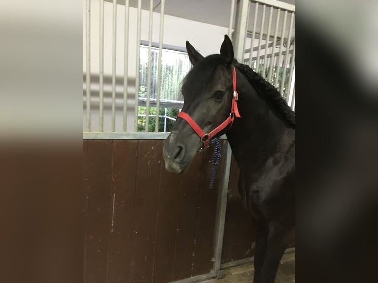 Andalusier Wallach 16 Jahre 145 cm Rappe in Bad Wörishofen