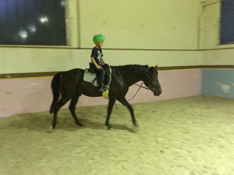 Andalusier Wallach 16 Jahre 145 cm Rappe in Bad Wörishofen