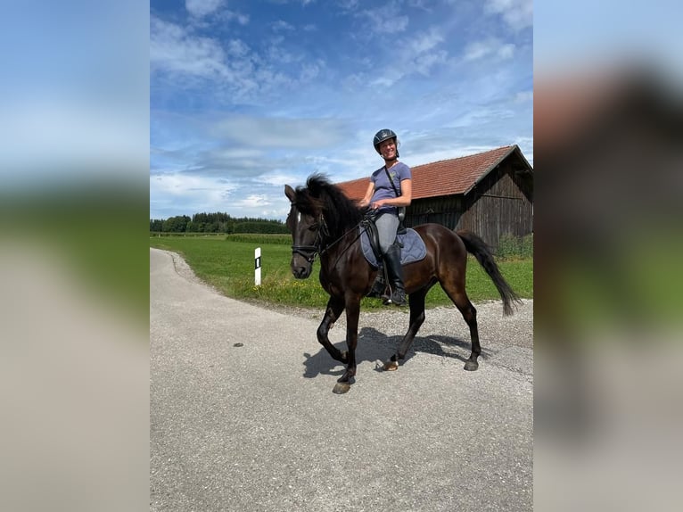 Andalusier Wallach 16 Jahre 145 cm Rappe in Bad Wörishofen