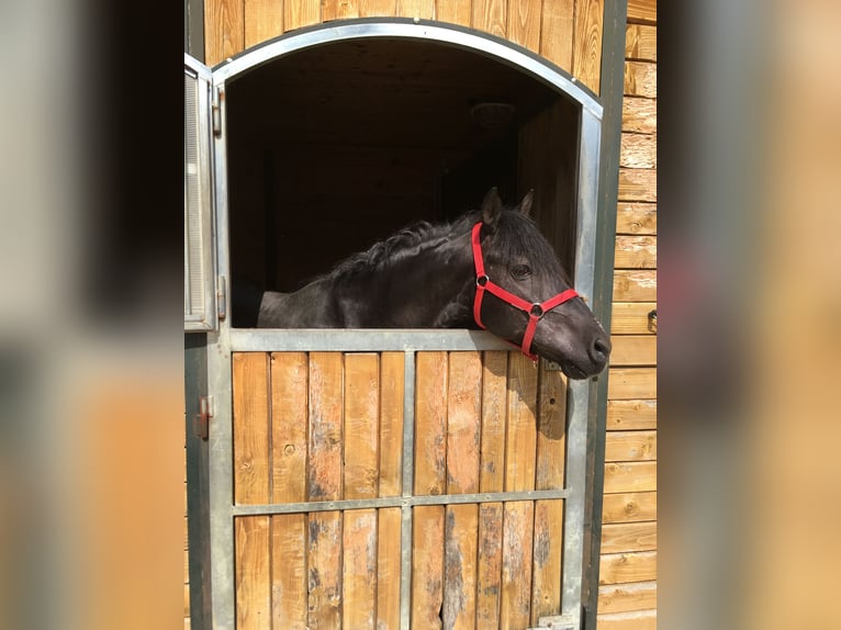 Andalusier Wallach 16 Jahre 145 cm Rappe in Bad Wörishofen