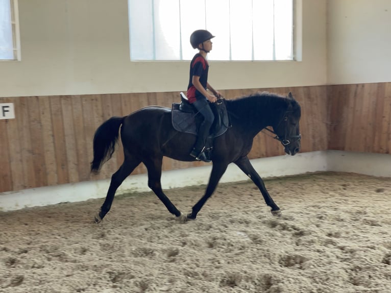 Andalusier Wallach 16 Jahre 145 cm Rappe in Bad Wörishofen