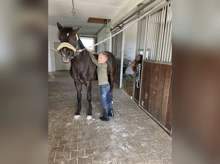 Andalusier Wallach 16 Jahre 145 cm Rappe in Bad Wörishofen