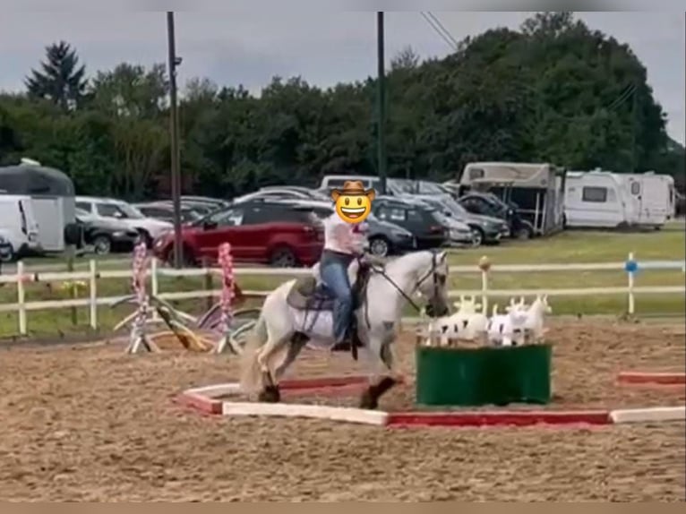 Andalusier Wallach 16 Jahre 147 cm Schimmel in Neuwied