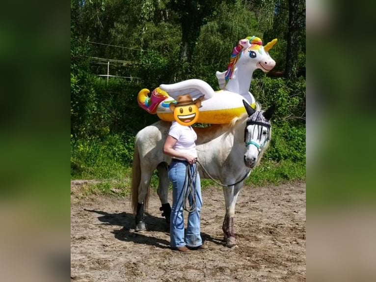Andalusier Wallach 16 Jahre 147 cm Schimmel in Neuwied