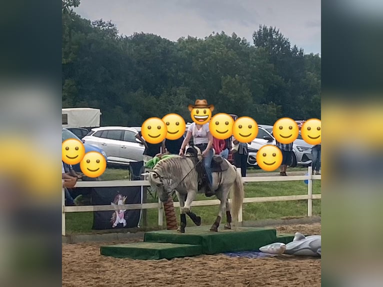 Andalusier Wallach 16 Jahre 147 cm Schimmel in Neuwied