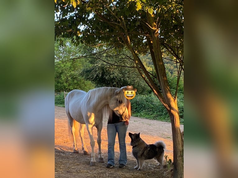 Andalusier Wallach 16 Jahre 147 cm Schimmel in Neuwied