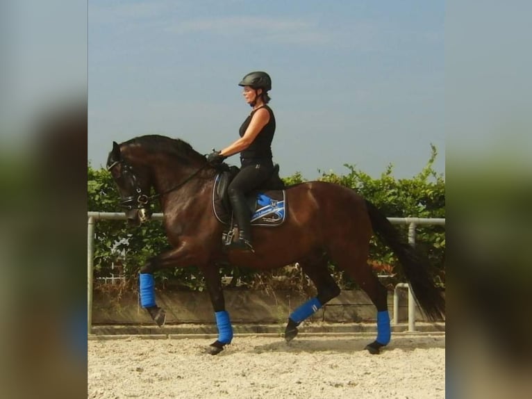 Andalusier Wallach 16 Jahre 157 cm Rappe in Montabaur