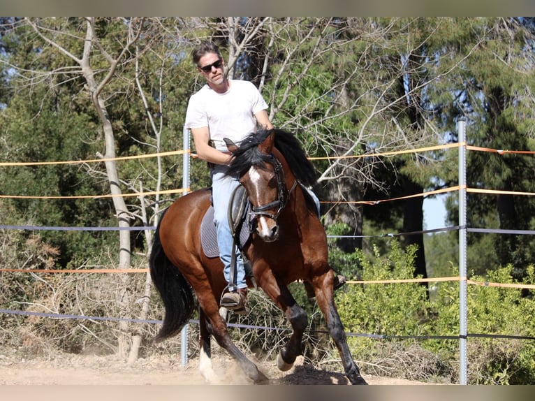 Andalusier Mix Wallach 16 Jahre 158 cm Brauner in Valencia