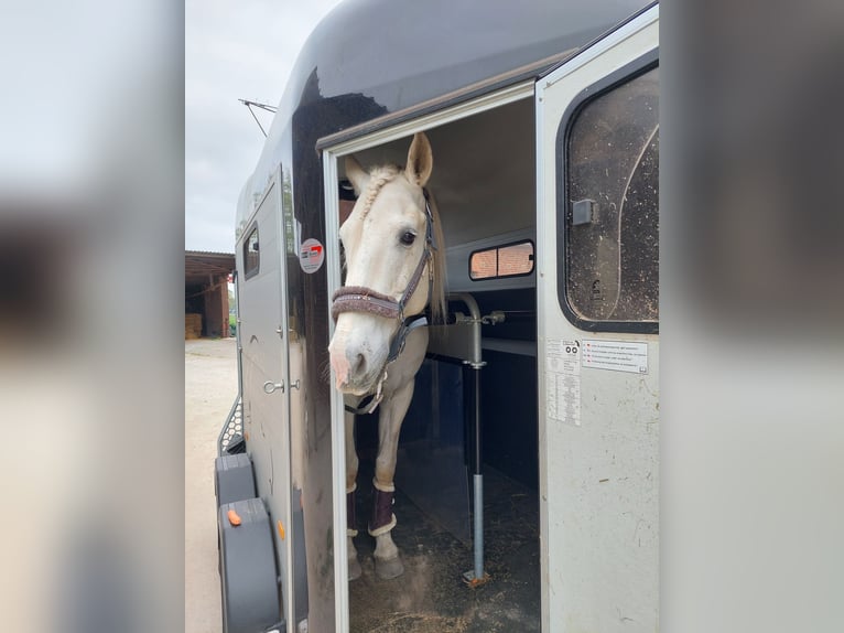 Andalusier Wallach 16 Jahre 159 cm Schimmel in Nettetal