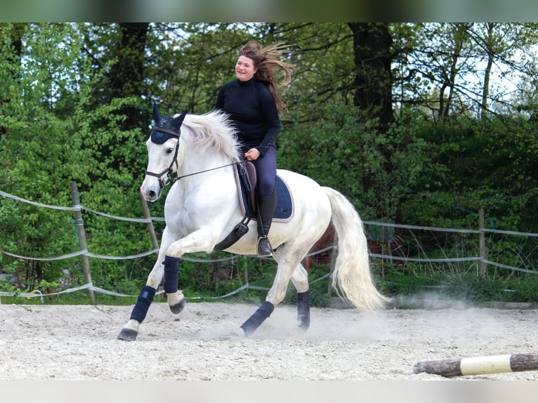 Andalusier Wallach 16 Jahre 159 cm Schimmel in Nettetal