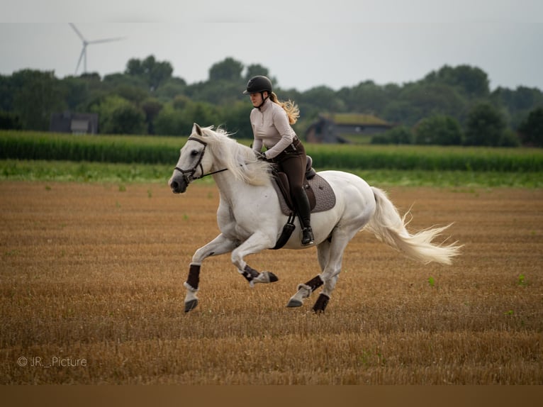 Andalusier Wallach 16 Jahre 159 cm Schimmel in Nettetal