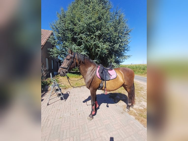 Andalusier Wallach 16 Jahre 160 cm Dunkelbrauner in Jabbeke