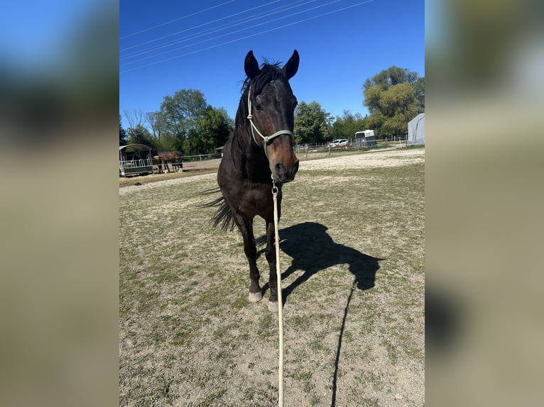 Andalusier Mix Wallach 16 Jahre 162 cm Dunkelbrauner in Burgkirchen an der Alz