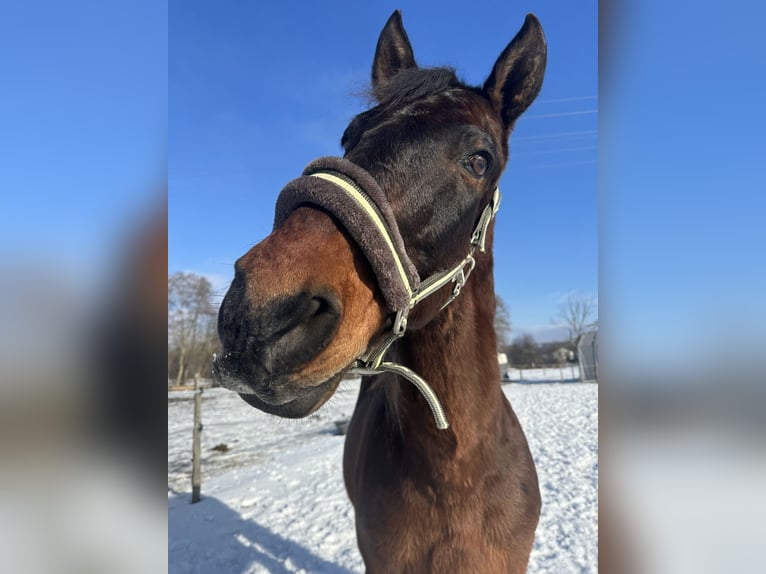 Andalusier Mix Wallach 16 Jahre 162 cm Dunkelbrauner in Burgkirchen an der Alz