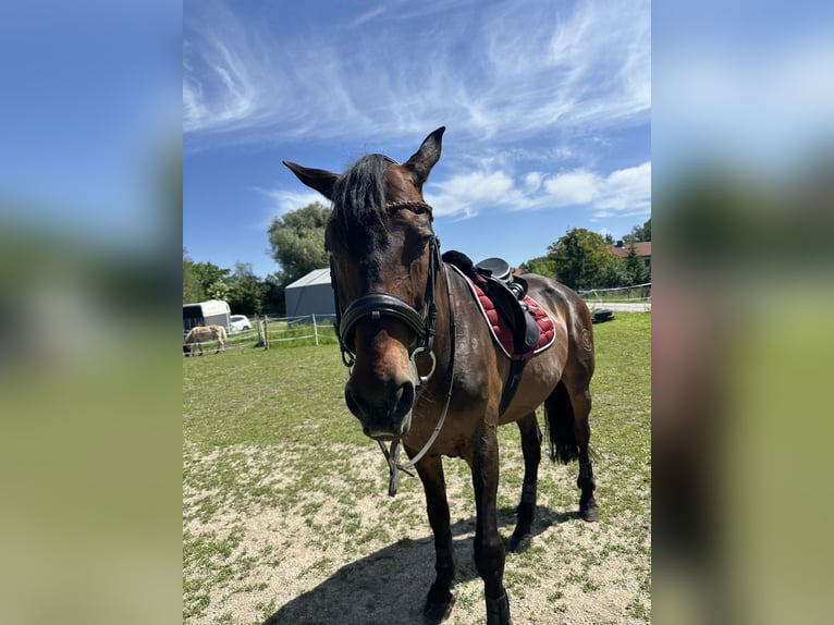Andalusier Mix Wallach 16 Jahre 162 cm Dunkelbrauner in Burgkirchen an der Alz