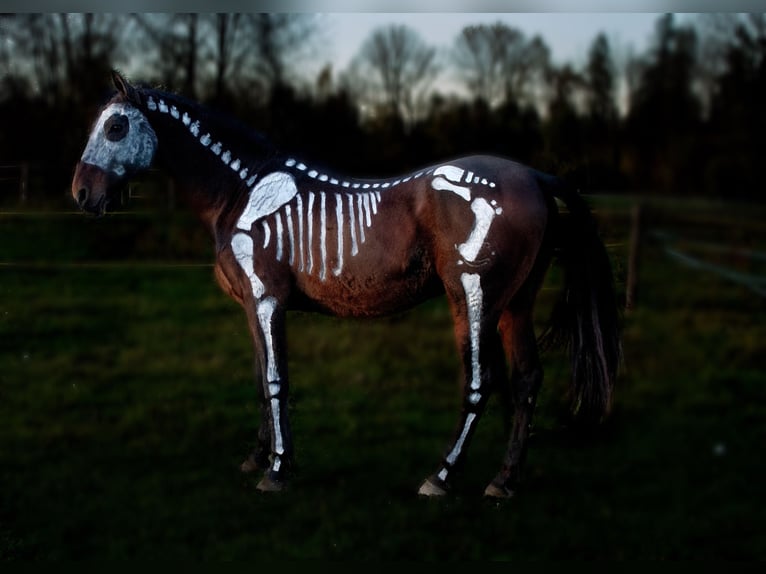 Andalusier Wallach 16 Jahre 162 cm Dunkelbrauner in Perach