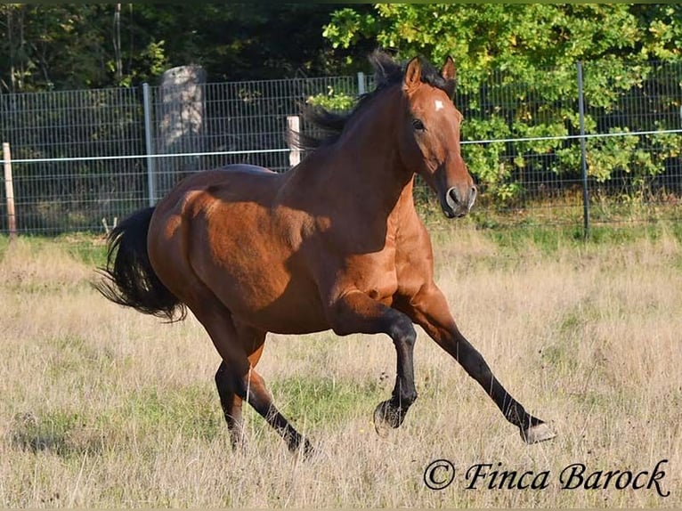 Andalusier Wallach 16 Jahre 165 cm Brauner in Wiebelsheim