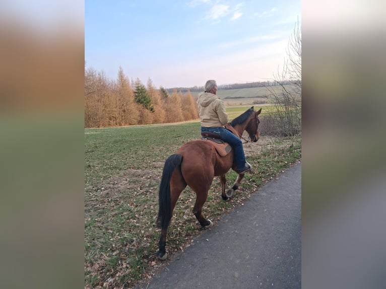 Andalusier Mix Wallach 16 Jahre 165 cm Brauner in Bad Sachsa