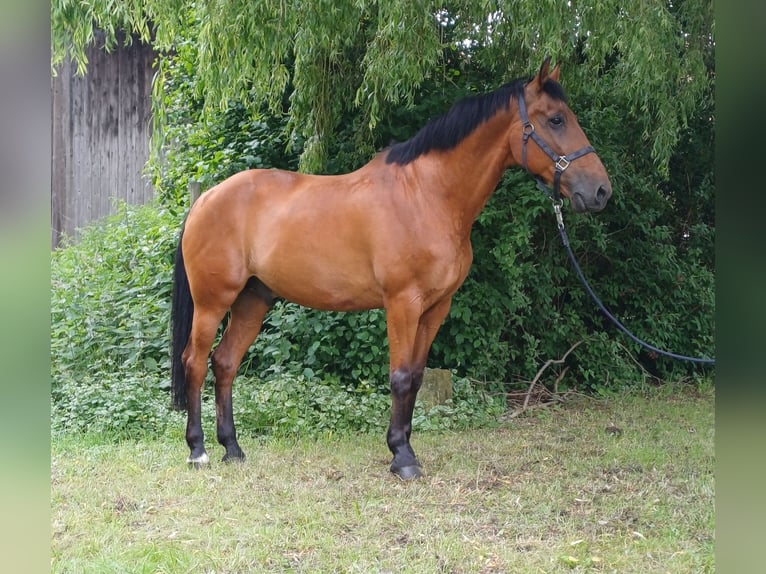 Andalusier Wallach 16 Jahre 165 cm Brauner in Bad Lauterberg im Harz