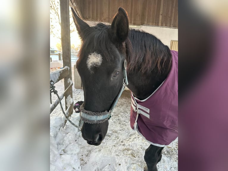 Andalusier Wallach 16 Jahre 165 cm Rappe in M&#xFC;nchen