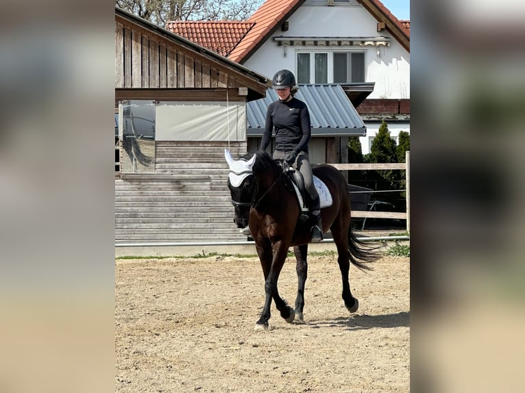 Andalusier Wallach 16 Jahre 165 cm Rappe in M&#xFC;nchen