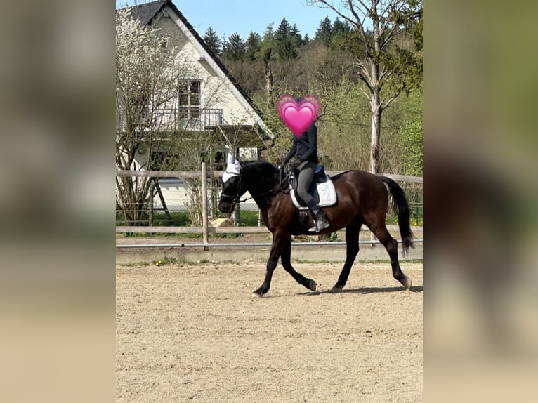 Andalusier Wallach 16 Jahre 165 cm Rappe in M&#xFC;nchen