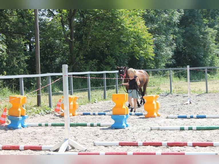 Andalusier Wallach 16 Jahre 165 cm Rappe in M&#xFC;nchen