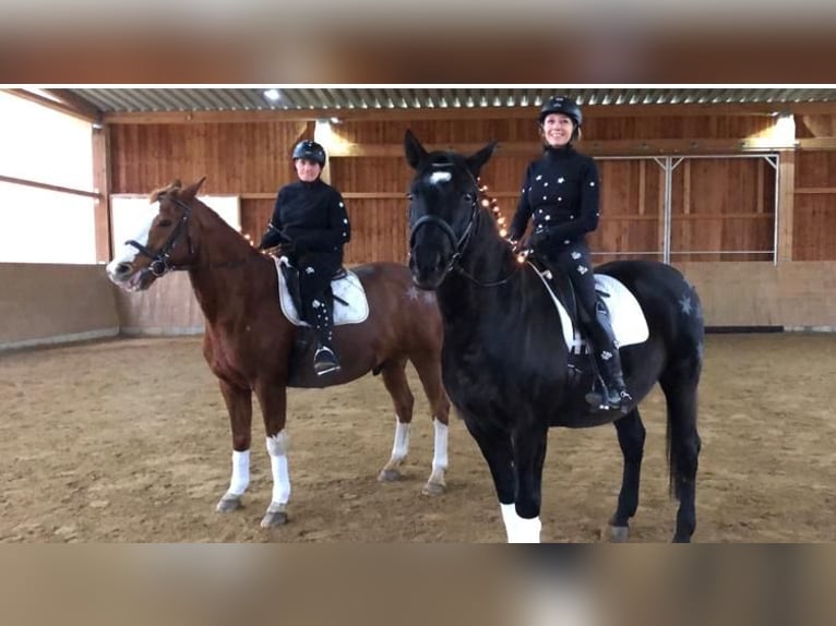 Andalusier Wallach 16 Jahre 165 cm Rappe in M&#xFC;nchen