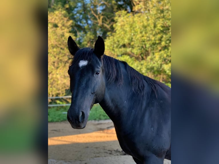 Andalusier Wallach 16 Jahre 165 cm Rappe in M&#xFC;nchen