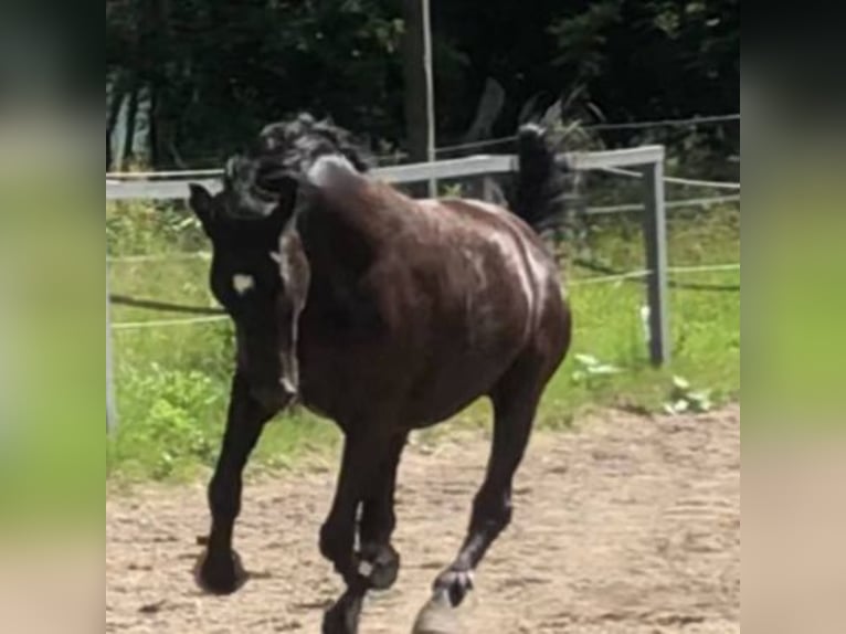 Andalusier Wallach 16 Jahre 165 cm Rappe in M&#xFC;nchen