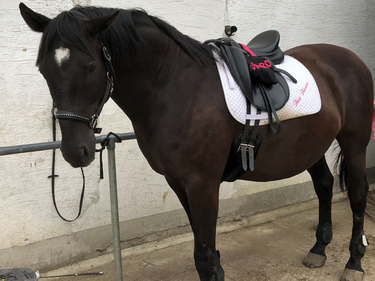 Andalusier Wallach 16 Jahre 165 cm Rappe in M&#xFC;nchen