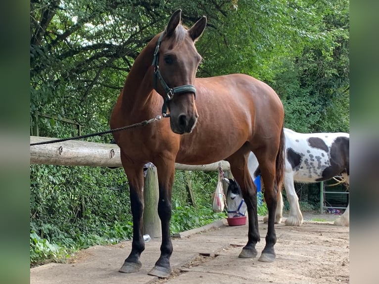 Andalusier Wallach 16 Jahre 166 cm Brauner in Schorfheide Sarnow