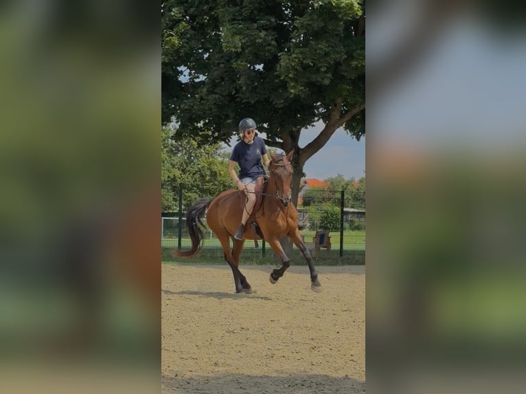Andalusier Wallach 16 Jahre 166 cm Brauner in Schorfheide Sarnow