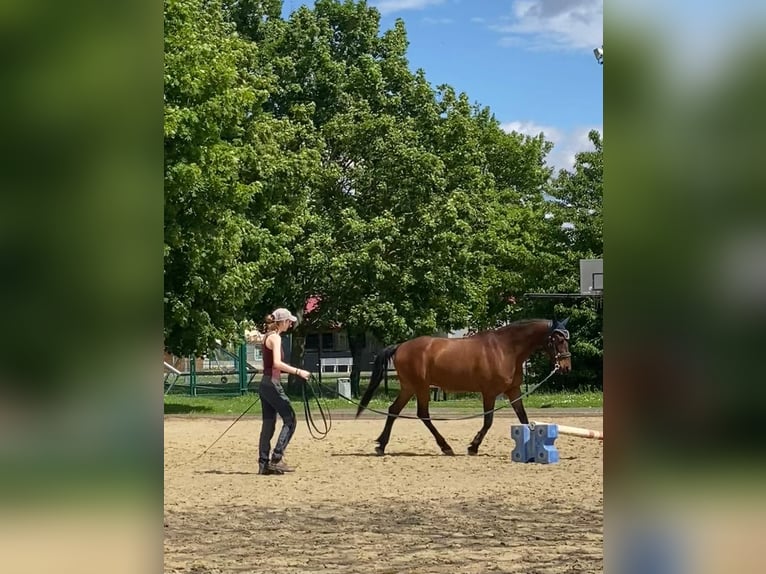 Andalusier Wallach 16 Jahre 166 cm Brauner in Schorfheide Sarnow