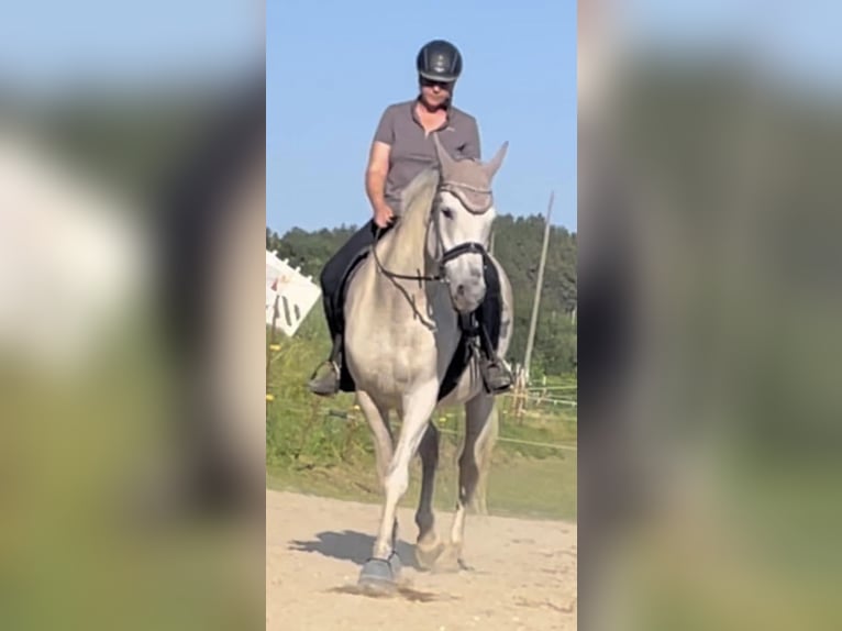 Andalusier Wallach 16 Jahre 170 cm Schimmel in Wolnzach